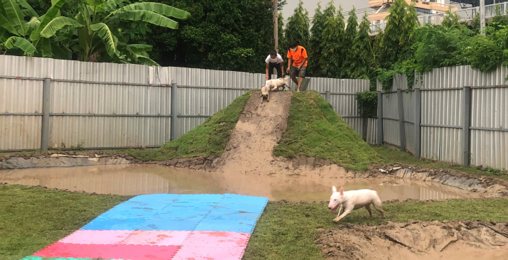 Dog-Vibes-Animal-Playground-Slider