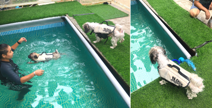 Dog-Vibes-Animal-Swimming-Pool