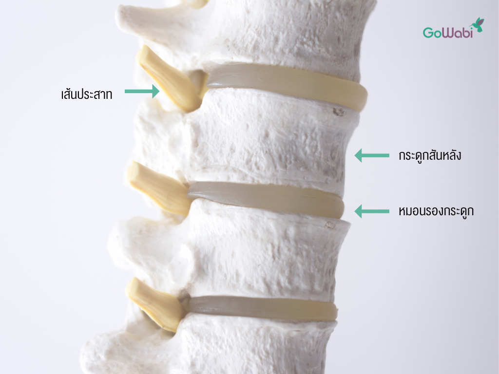 หมอนรองกระดูกและกระดูกสันหลัง