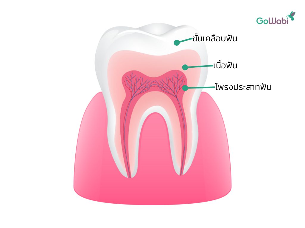 โครงสร้างของฟัน