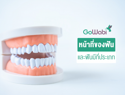 หน้าที่ของฟัน