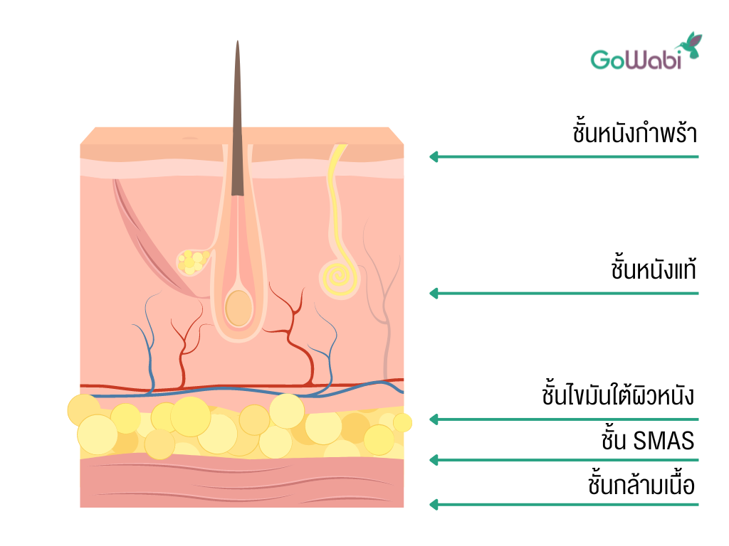 ชั้น SMAS