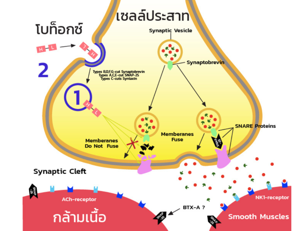 botox ทำงานอย่างไร